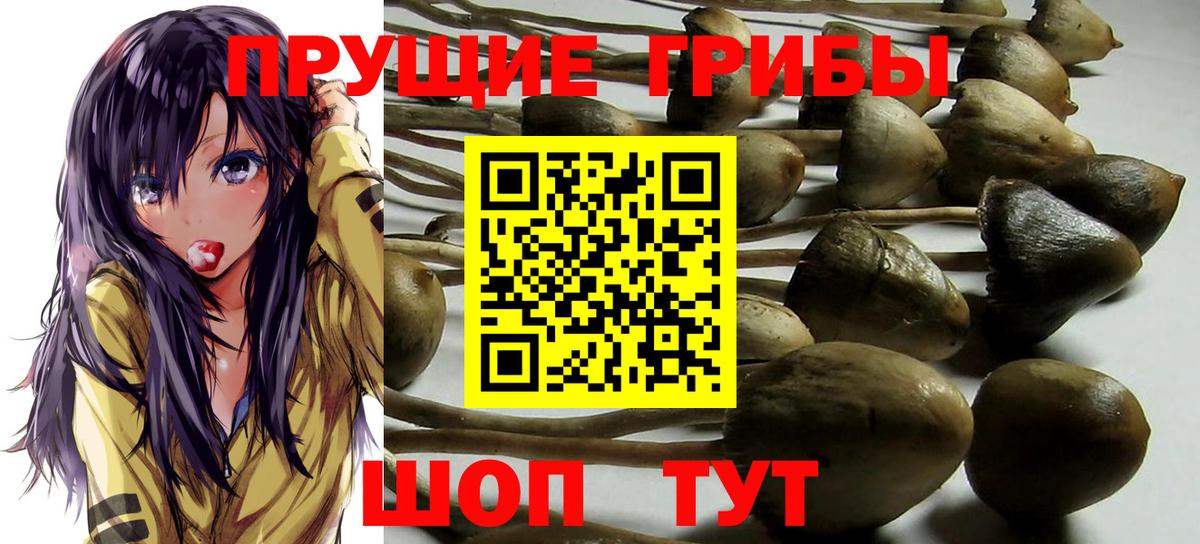 Псилоцибиновые грибы MAGIC MUSHROOMS  Вход с VPN  Псилоцибиновые грибы Cubensis  Кувандык 